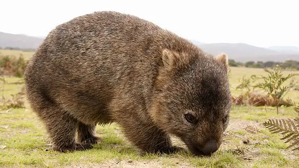 "Close up of wombat in Narawntapu national park, Australia"
