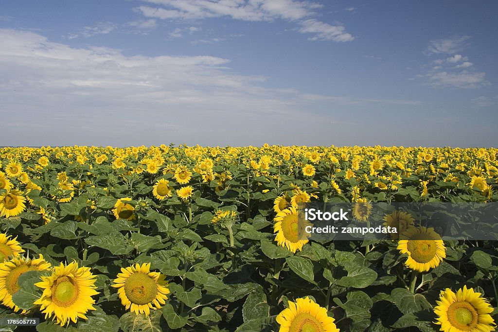 フィールドの sunflowers - くつろぐのロイヤリティフリーストックフォト