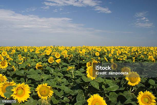 フィールドの Sunflowers - くつろぐのストックフォトや画像を多数ご用意 - くつろぐ, カラフル, ヒマワリ