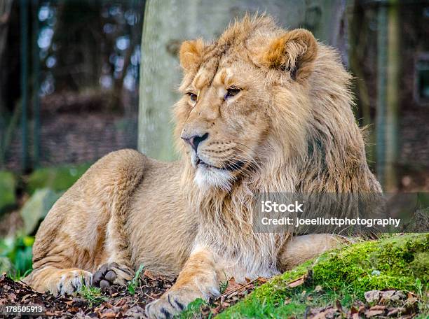 Photo libre de droit de Male Lion Dasie Panthera Leo banque d'images et plus d'images libres de droit de Lion d'Asie - Lion d'Asie, Animal mâle, Animal vertébré