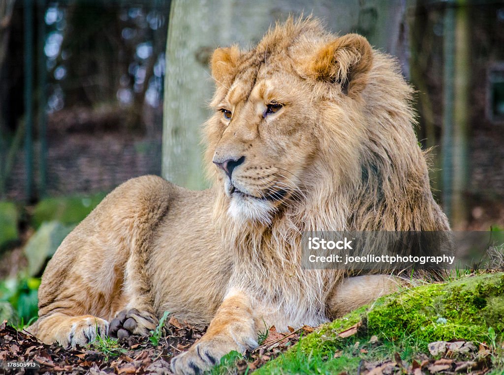 Male Asian Lion, Panthera leo Male Asian Lion (Panthera Leo) lying on leaves watching pride... Asian Lion Stock Photo