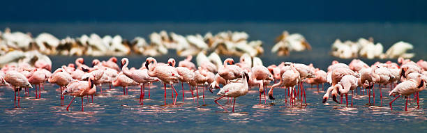 istock Flamingos at Lake Nakuru 178506048