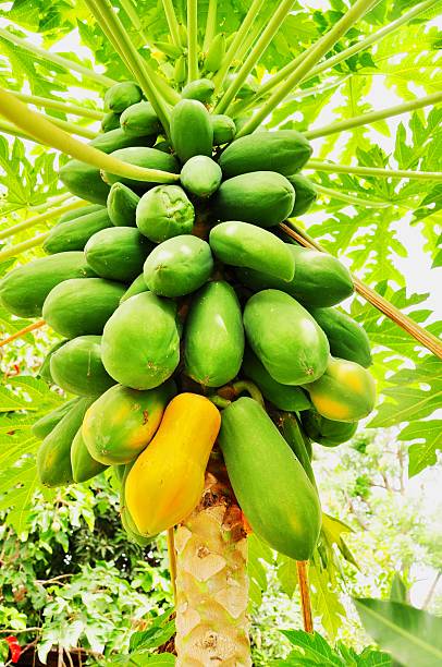 istock Bunch of papayas hanging from the tree 178506157