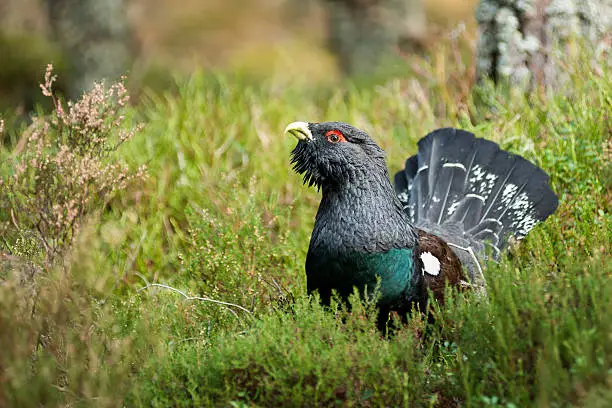 "One of Scotlands iconic birds, the capercaillie in its natural heather in a Caledonian pine forest. The largest member of the grouse family."