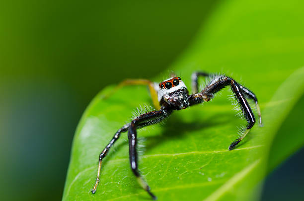 istock jumping spider in green nature 178506284
