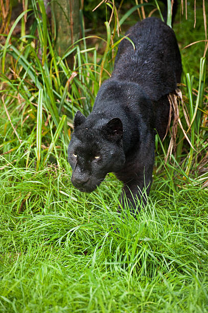 black leopard panthera pardus skradać się poprzez długie trawa - leopard prowling black leopard undomesticated cat zdjęcia i obrazy z banku zdjęć