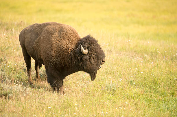 istock Bison buffalo in filed of grass with mouth open 178506524