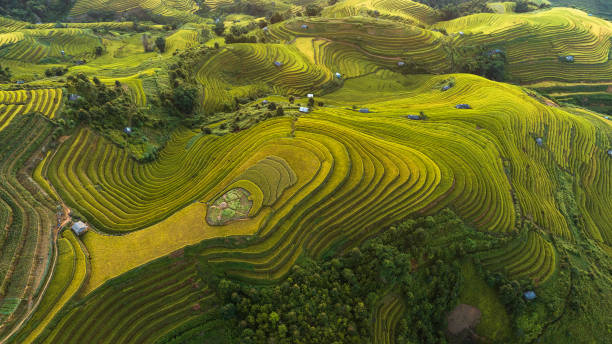 the season of ripe rice on terraced fields in Mu Cang Chai, Yen Bai, Vietnam, Now is the season of ripe rice on terraced fields in Mu Cang Chai, Yen Bai, Vietnam, everywhere is a beautiful yellow color of rice. Photo taken in Mu Cang Chai, Yen Bai, Vietnam on October 5, 2023. yên bái stock pictures, royalty-free photos & images