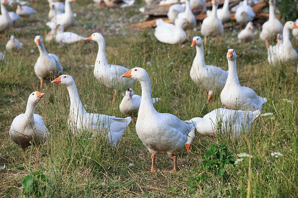 istock Herd of white domestic geese 178506564