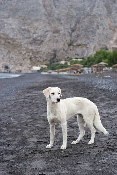 weißer hund am strand - black sand beach santorini greece stock-fotos und bilder