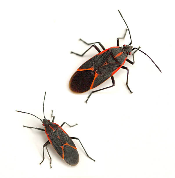 Boxelder Bugs Eastern boxelder bug (Boisea trivittata) on a white background insects stock pictures, royalty-free photos & images