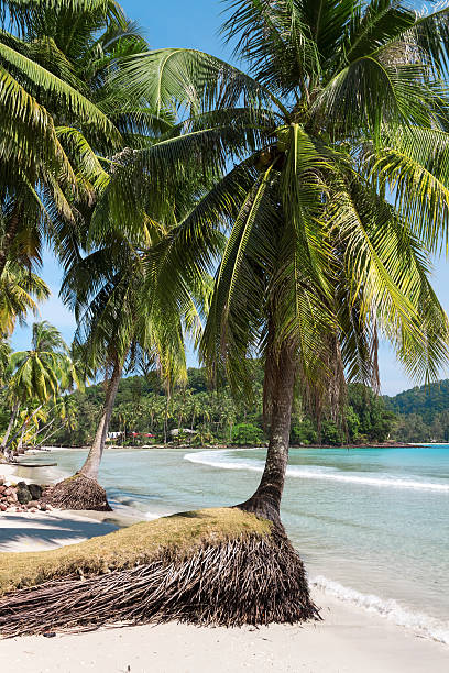 istock Beach on the Koh Kood island, Thailand 178506630