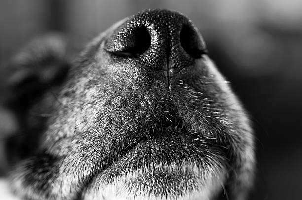 istock Dog Nose and Mouth 178506684