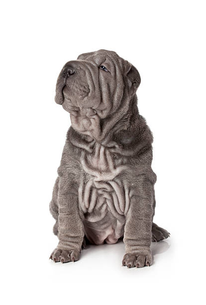 Puppy Portrait of sharpei puppy dog against white background. mini shar pei puppies stock pictures, royalty-free photos & images