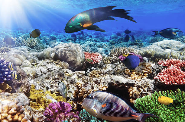istock Coral and fish in the Red Sea.Egypt 178507083