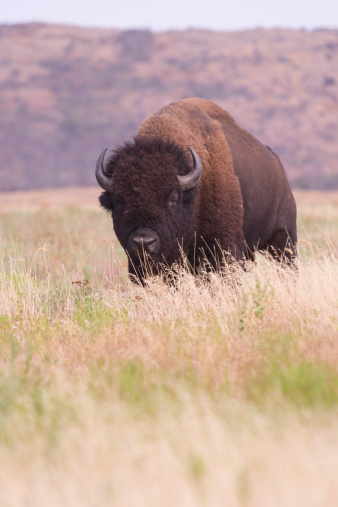 An American Bison walks slowly through the tall grassland of the Wichita Mountains in Oklahoma