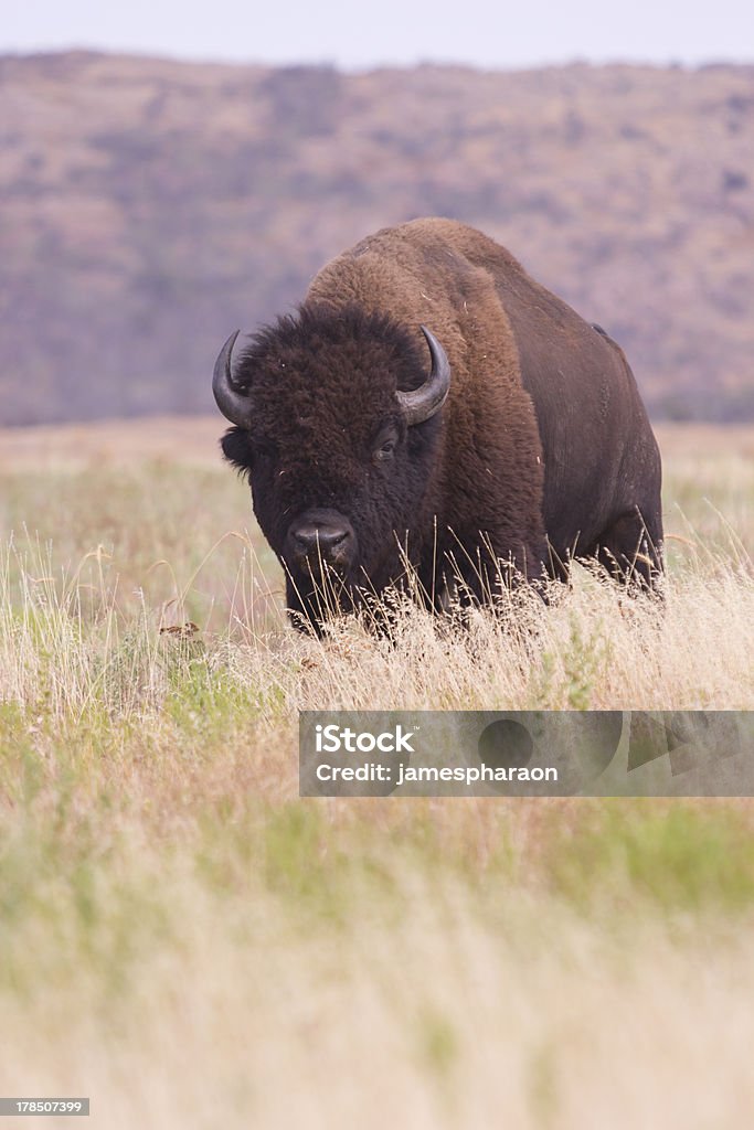 Bison na grama alta - Foto de stock de Oklahoma royalty-free