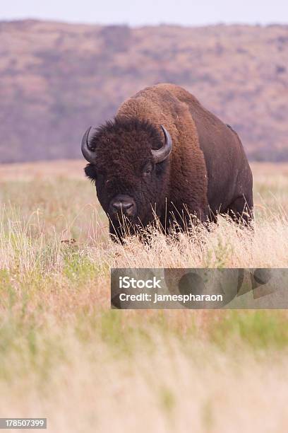 Foto de Bison Na Grama Alta e mais fotos de stock de Oklahoma - Oklahoma, Cadeia de Montanhas Wichita, Planície