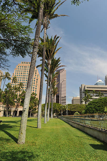 istock Palm trees along a grassy fenced in area 178507560