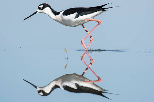 istock Black-necked Stilt with His Eye on a Fly 178507743