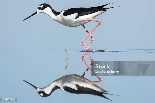 Foto de Paudepescoçopreto Com Sua Atenção Em Um Voo e mais fotos de stock de Animal - Animal, Ave Aquática, Condado de Riverside