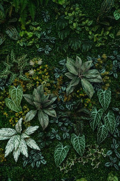 istock Group of dark tropical leaves background. 1785077496