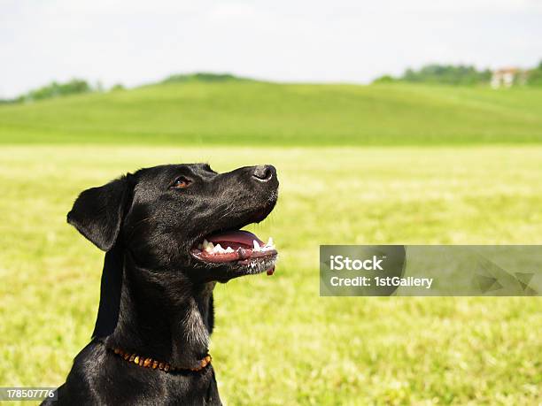 Negro Perro En El Prado Primer Plano Raza Mixta Labrador Foto de stock y más banco de imágenes de Aire libre