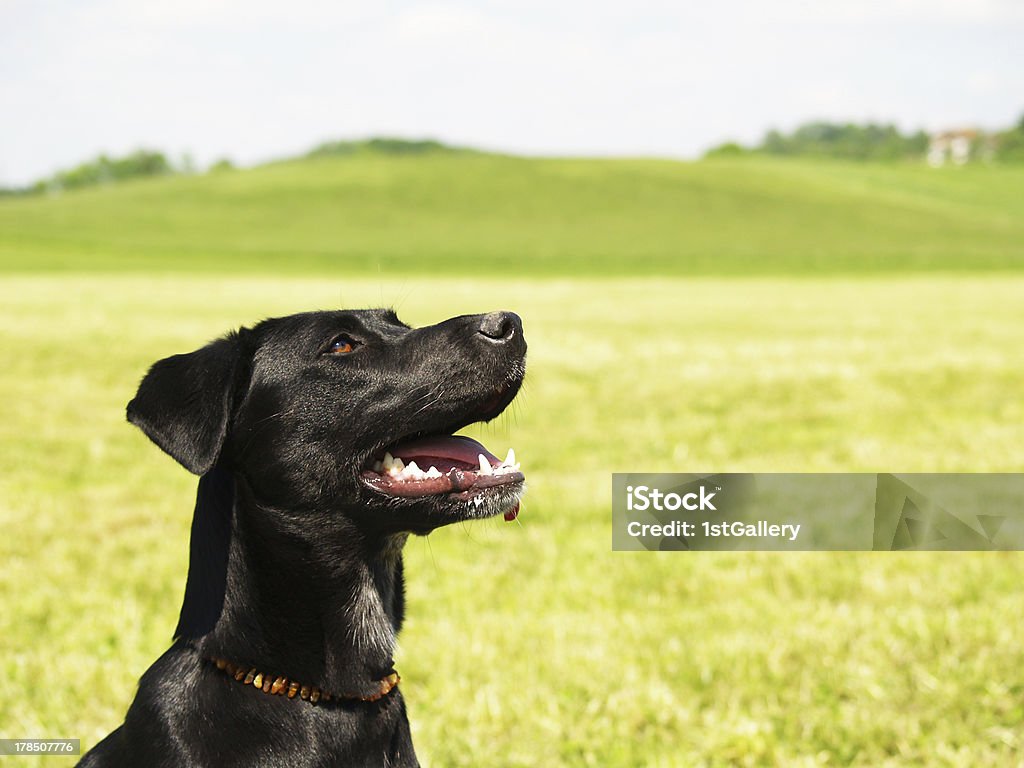 Nero cane sul prato, close-up, razza mista, labrador - Foto stock royalty-free di Ambientazione esterna