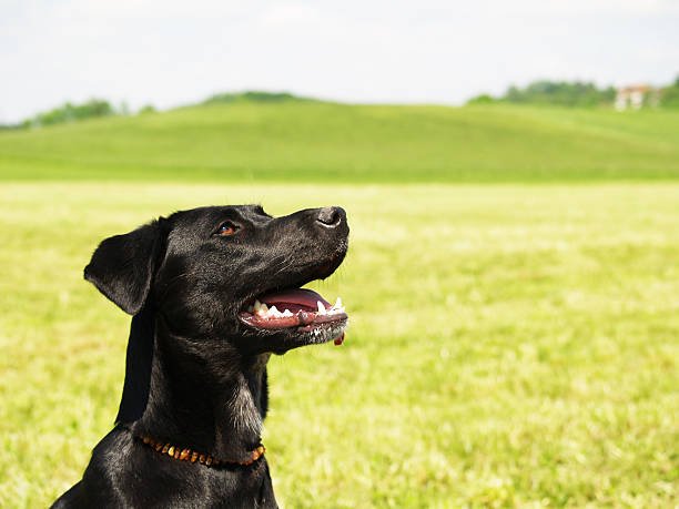 istock black dog in the meadow, close-up,, labrador mixed breed 178507776