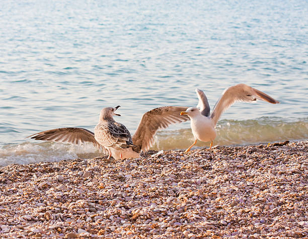 seaguls on the beach stock photo