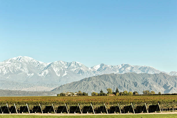 istock Vineyard at foot of The Andes 178508048