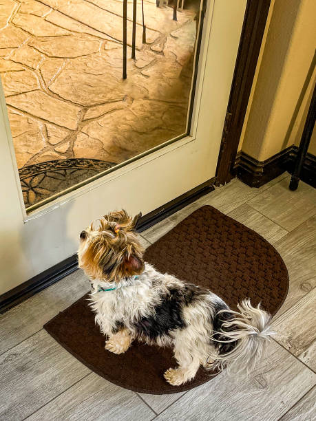 istock This biewer terrier is anxiously waiting to be let outside 1785081794