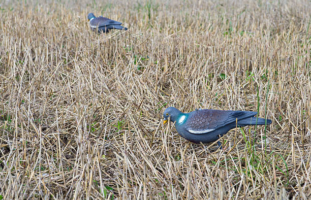 pigeon point de decoy sur terrain - decoy photos et images de collection