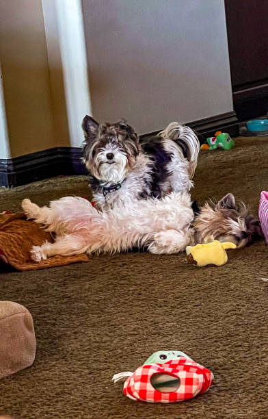 istock Two Biewer terriers playing with each other on the floor 1785082308