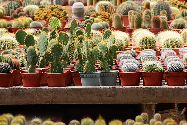 Cactus plants at a farm stock photo