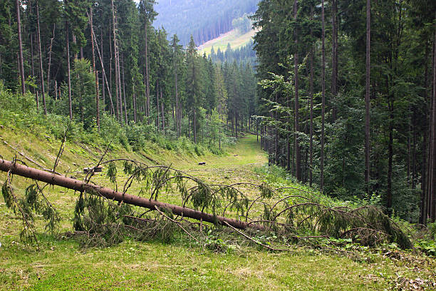 istock Bukovel ski resort in summer, Carpathians, Ukraine 178508582