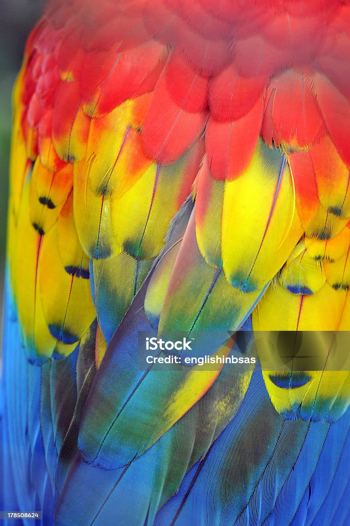 Plumage с Красочный Попугай ара - Стоковые фото Абстрактный роялти-фри