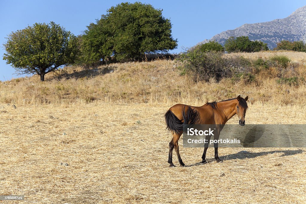 Paisagem com Cavalo - Royalty-free Animal Foto de stock