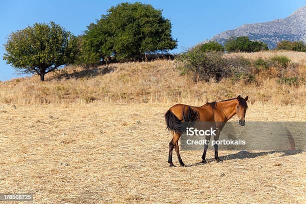 Paisagem Com Cavalo - Fotografias de stock e mais imagens de Animal - Animal, Ao Ar Livre, Arranjar