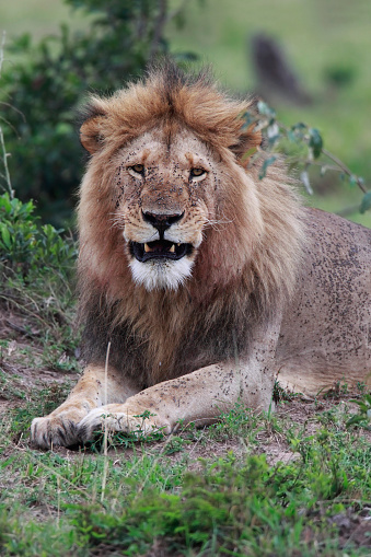 yawning lion photo – Free Animal Image on Unsplash
