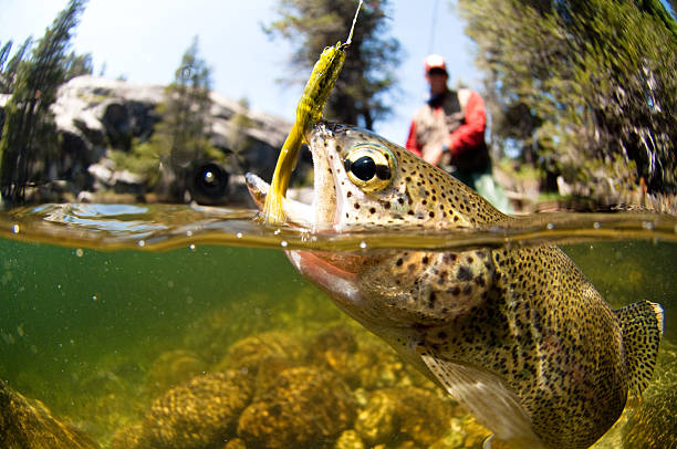 Fly Fishing Fly Fishing for trout. fishing tackle stock pictures, royalty-free photos & images