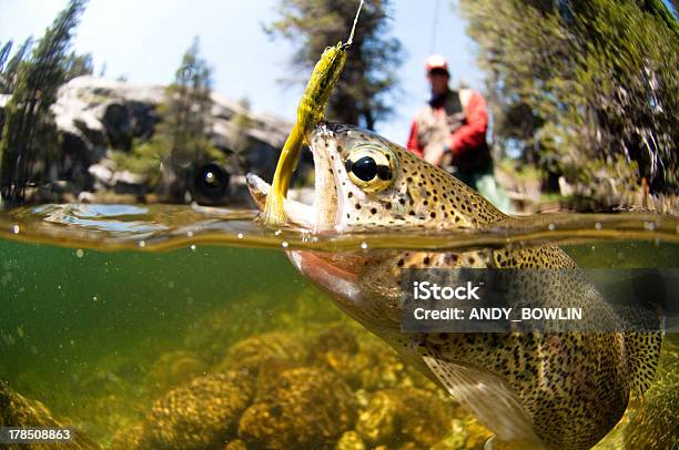 Fly Fishing Stock Photo - Download Image Now - Fishing, Fishing Industry, Trout