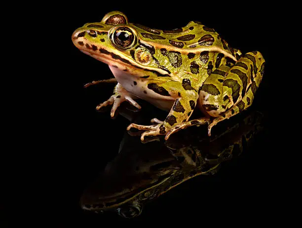 Photo of Studio shot frog