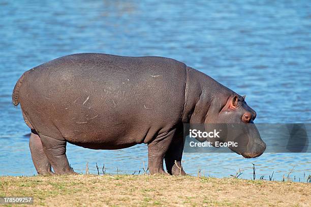 Photo libre de droit de Hippopotame banque d'images et plus d'images libres de droit de Afrique - Afrique, Animaux de safari, Animaux à l'état sauvage