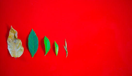 Leaf patterns that are placed in order of age on a bright red background