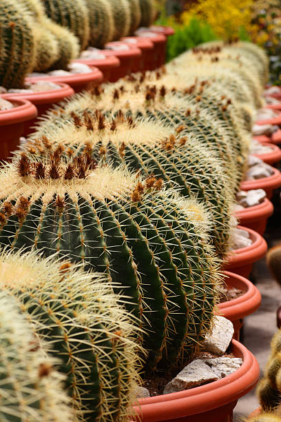 Cactus plants at a farm stock photo