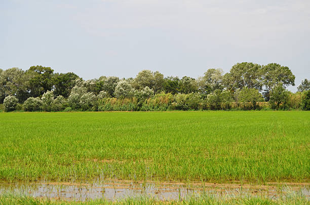Rice fields in the Camargue. Provence. France