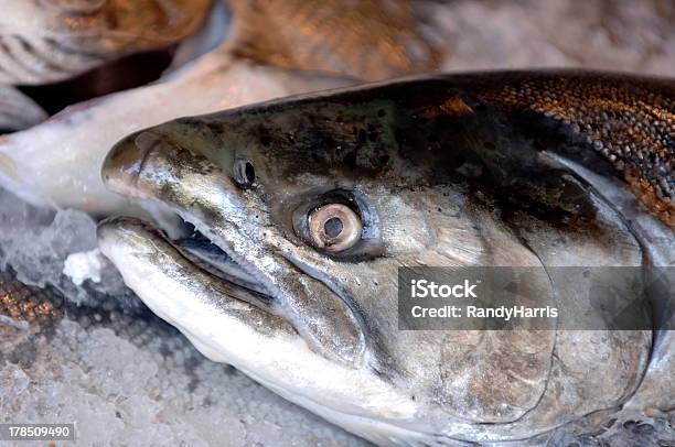 Nahaufnahme Von Frischer Lachs Stockfoto und mehr Bilder von Alaska - US-Bundesstaat - Alaska - US-Bundesstaat, Eis, Fang