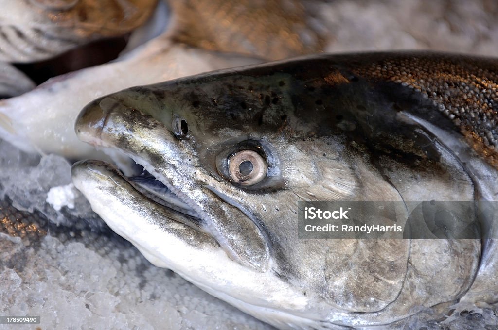 Primer plano de salmón fresco - Foto de stock de Alaska - Estado de los EE. UU. libre de derechos