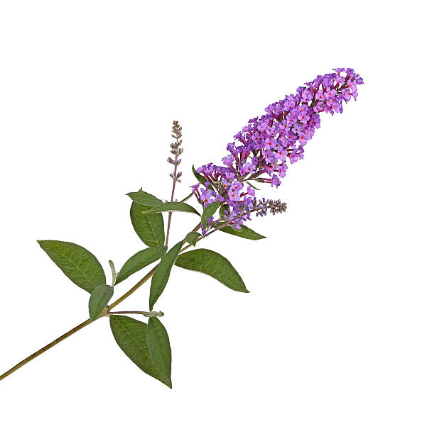 spray z fioletowe kwiaty z butterfly bush przeciwko biały - 4813 zdjęcia i obrazy z banku zdjęć